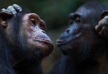 سلوك الشمبانزي - قردان شمبانزي
