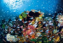 مثلث المرجان - شعاب مرجانية