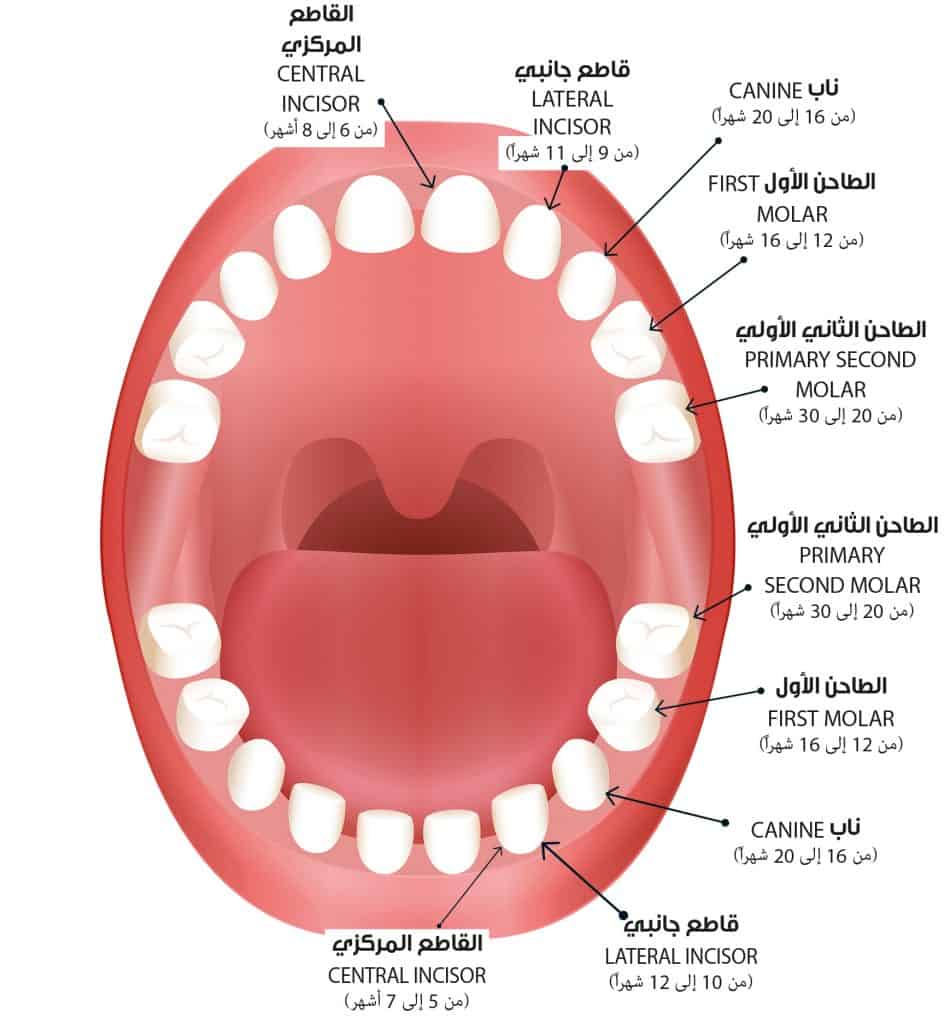 صحة الأسنان - أجزاء الفم