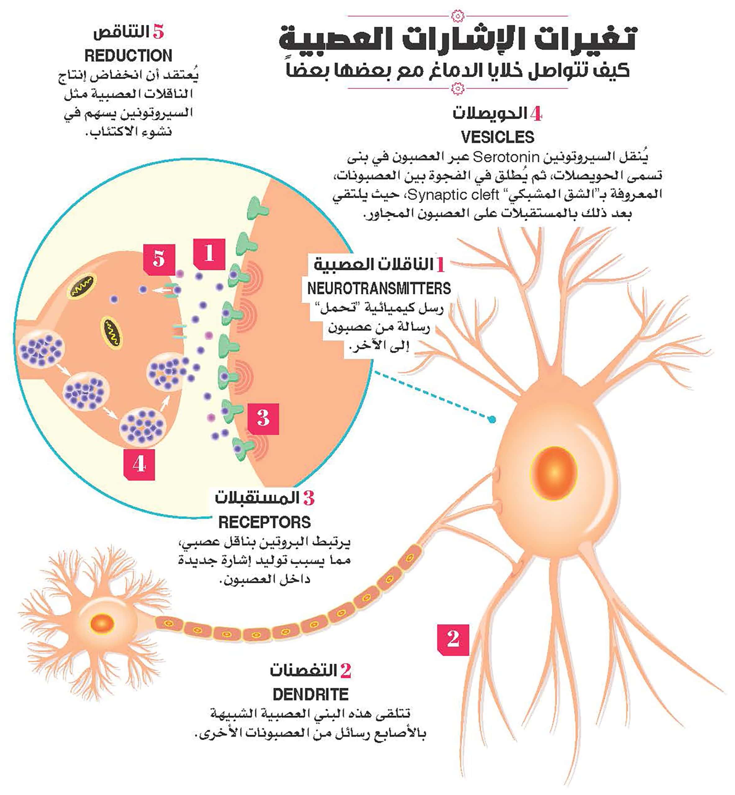 فهم الصحة النفسية